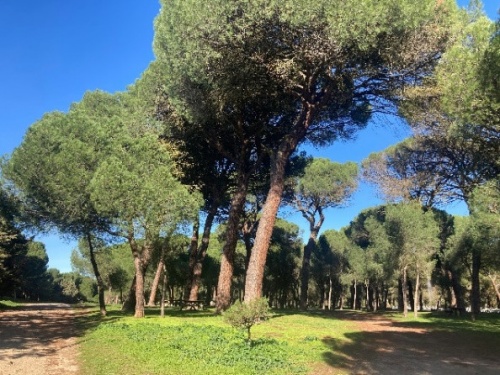 imagen principal B20 La ciudad biodiversa. Plan de fomento de la biodiversidad de Zamora